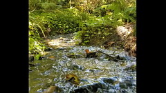 Gushing Fairy river squirts magic Thumb